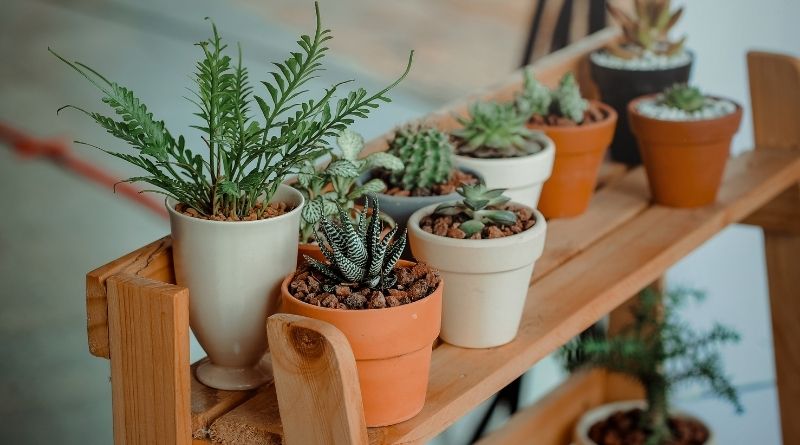 Different Winter Tips to Protect your Plants
