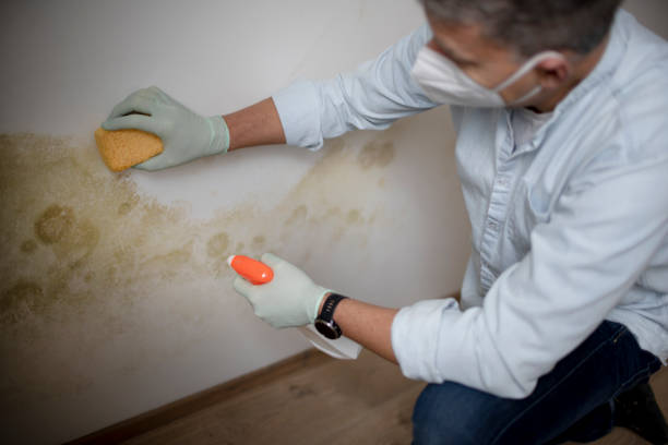 A Deep Dive into the Role of a Mold Specialist Guardians of Indoor Air Quality