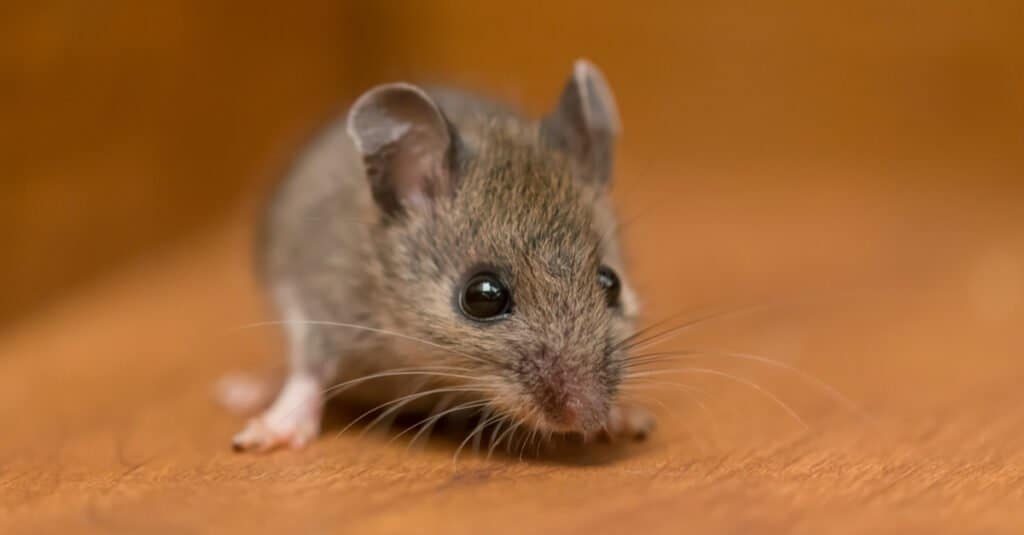 How to Get Rid of Mice: 7 Tips for Disease Prevention