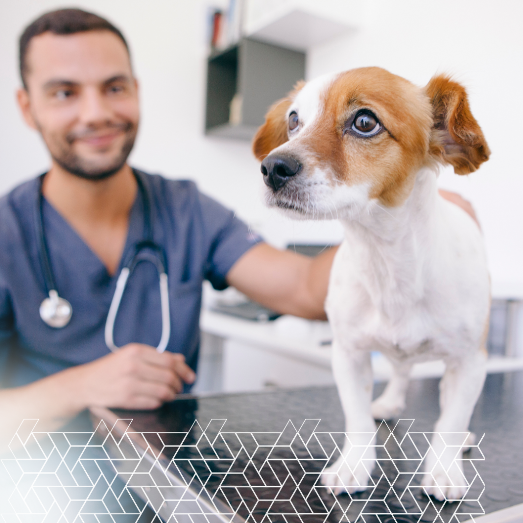 animal healthcare