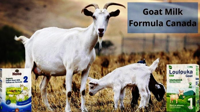 Goat milk formula canada