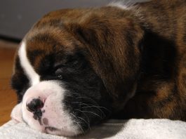 A Guide to Safely Buying a Boxer Puppy Online