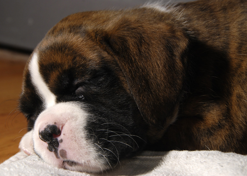 A Guide to Safely Buying a Boxer Puppy Online